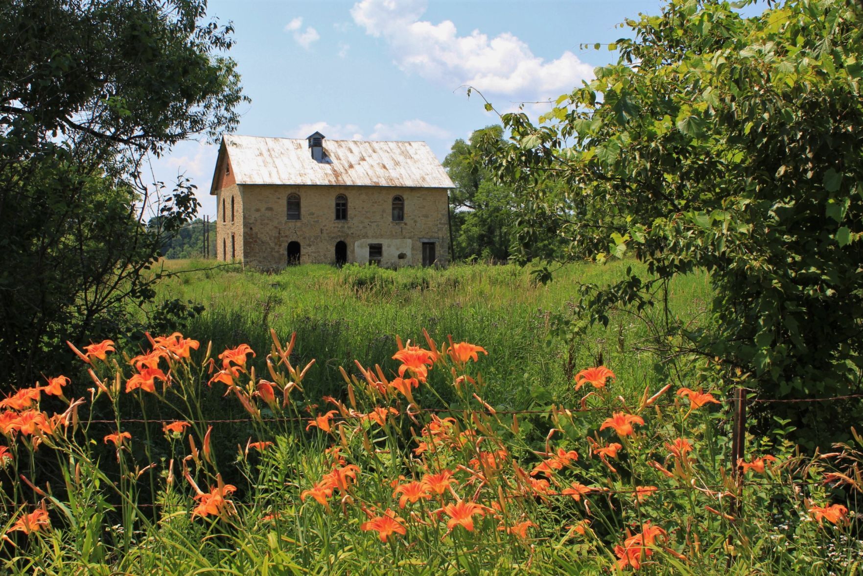 Roadside blooms